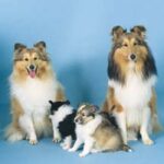 Shetland Sheepdog