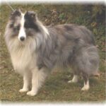 Shetland Sheepdog