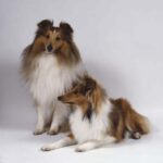 Shetland Sheepdog