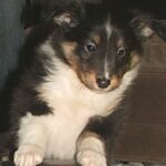 Shetland Sheepdog