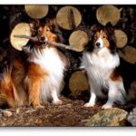 Shetland Sheepdog