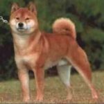 Shiba