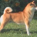 Shiba