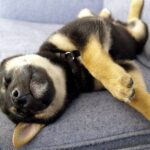 Shiba