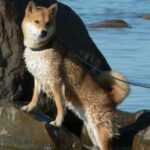 Shiba