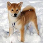 Shiba