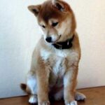 Shiba