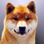 Shiba