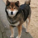 Shiba