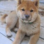 Shiba
