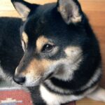 Shiba