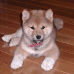 Shiba