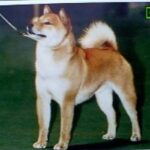 Shiba
