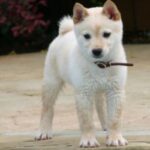 Shiba