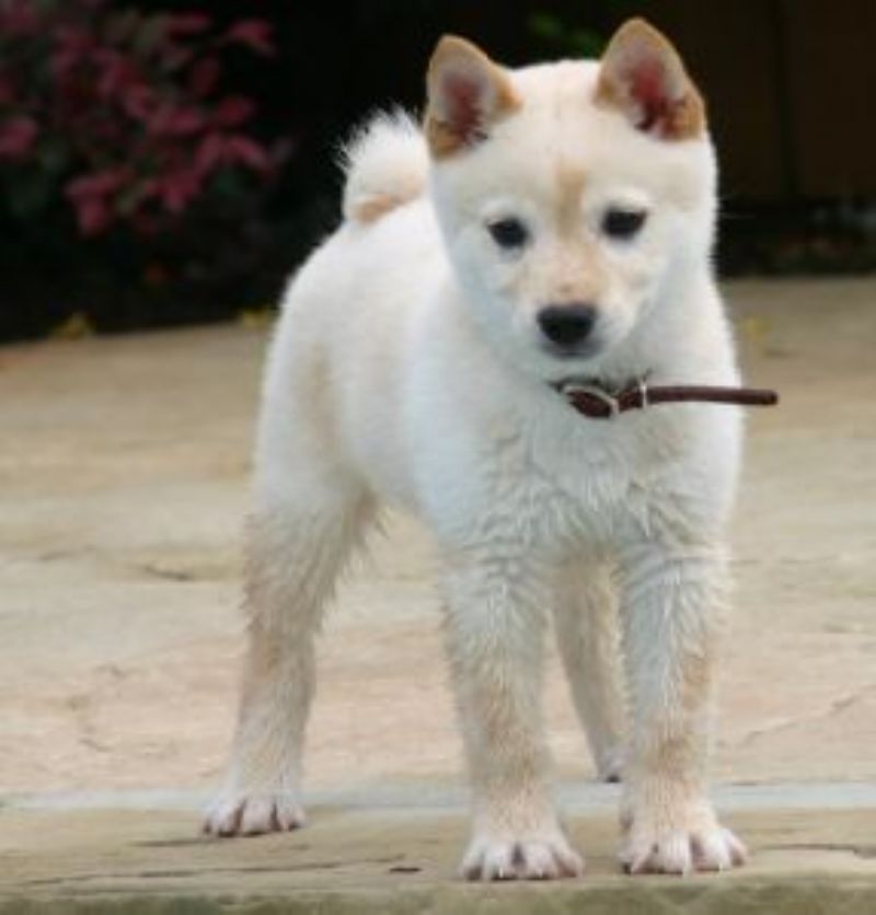 Shiba