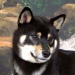 Shiba
