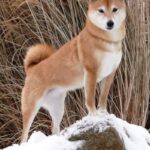 Shiba