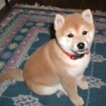 Shiba