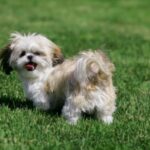 Shih Tzu