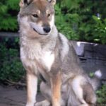 Shikoku