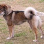 Shikoku