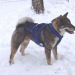 Shikoku