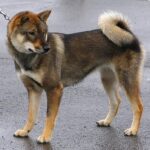 Shikoku