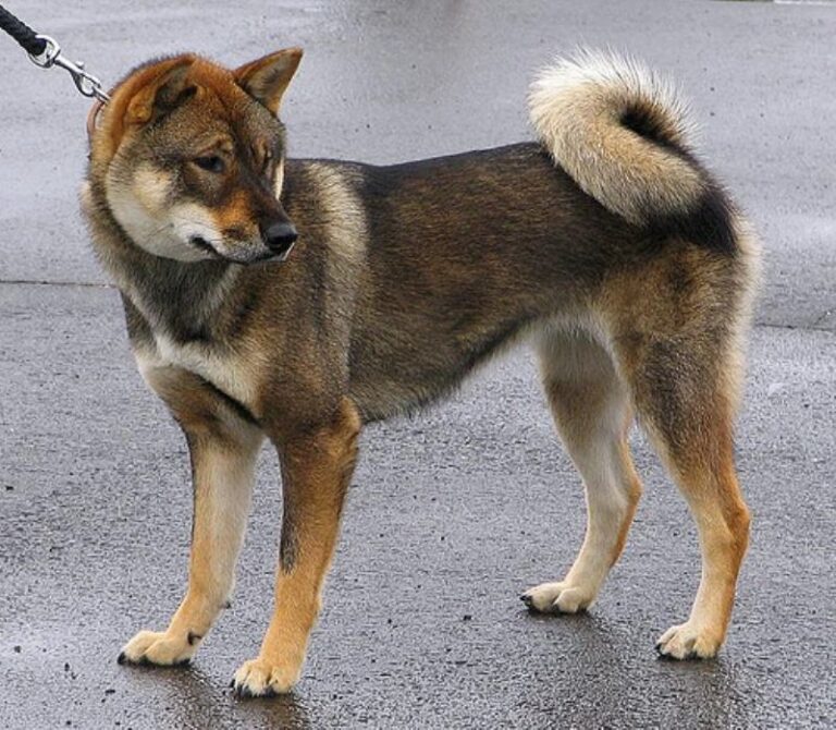 Shikoku