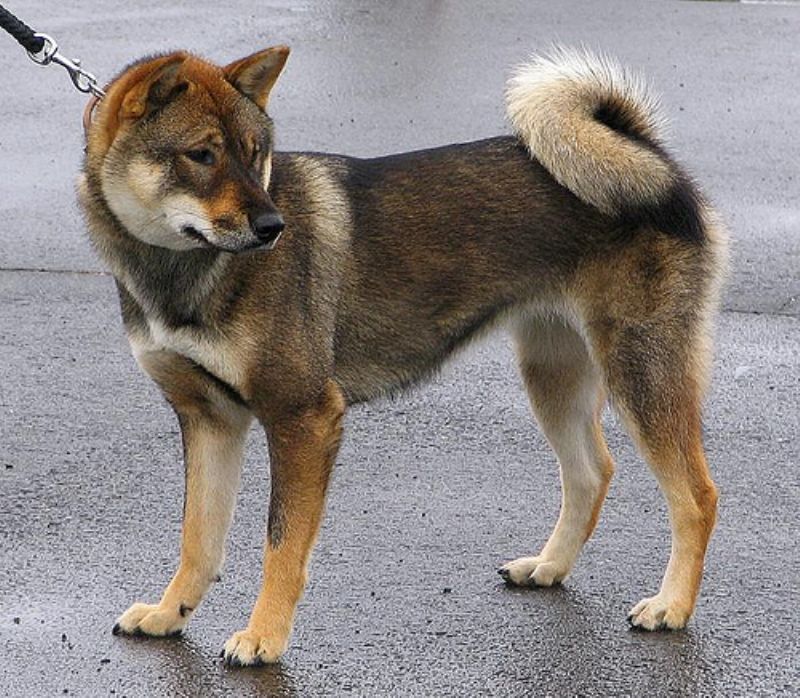Shikoku