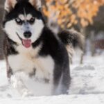 Siberian Husky