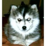 Siberian Husky
