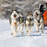 Siberian Husky