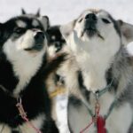 Siberian Husky