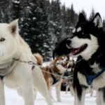 Siberian Husky
