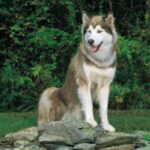 Siberian Husky