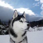 Siberian Husky