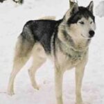 Siberian Husky