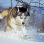 Siberian Husky