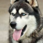 Siberian Husky