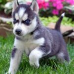 Siberian Husky