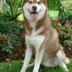 Siberian Husky