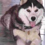 Siberian Husky