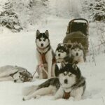 Siberian Husky