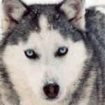 Siberian Husky