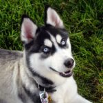 Siberian Husky