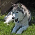 Siberian Husky