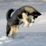 Siberian Husky