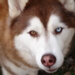 Siberian Husky