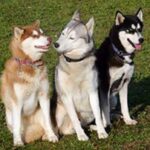 Siberian Husky