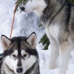 Siberian Husky